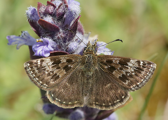 Dingy Skipper