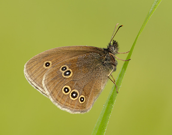 Ringlet Aphantopus hyperantus