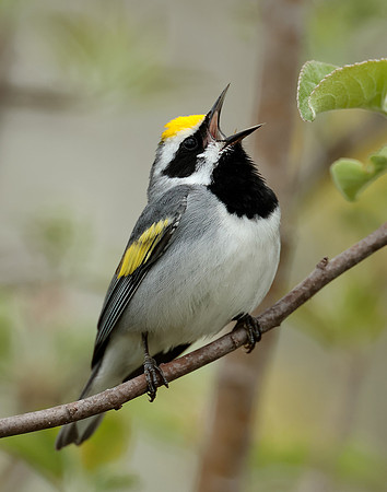Canada - New World Warblers