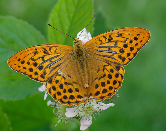 Silver-washed Fritillary Argynnis paphia