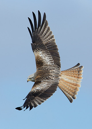 Red Kite Milvus milvus