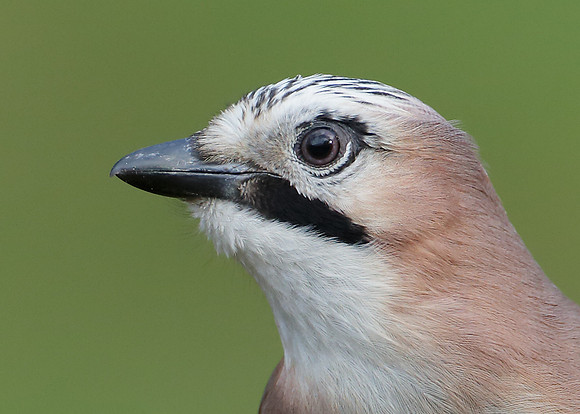 Jay