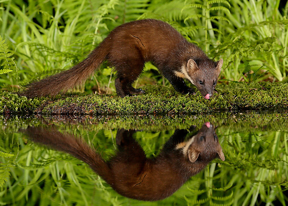 Pine Marten Martes martes