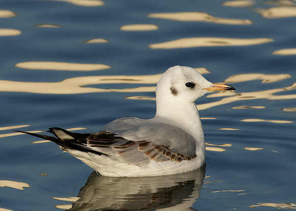 Black-headed Gull