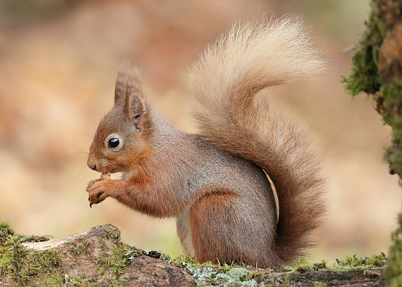 Red Squirrel x19 images