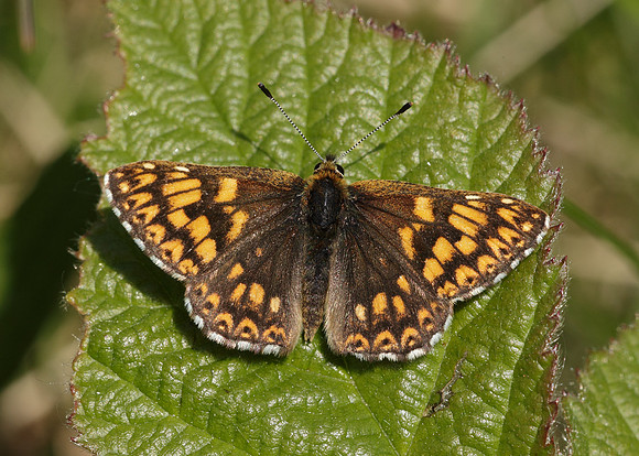 Duke of Burgundy x35 images
