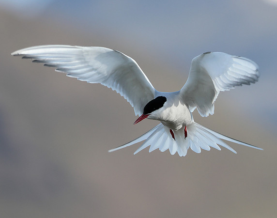 Arctic Tern Iceland June 2022