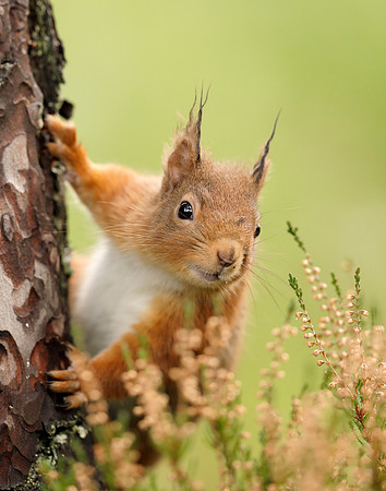 Red Squirrel Sciurus vulgaris