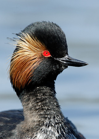 Black-necked Grebe