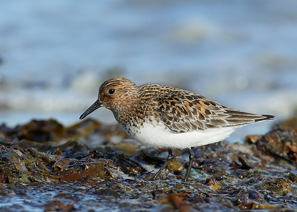 Sanderling Calidris alba