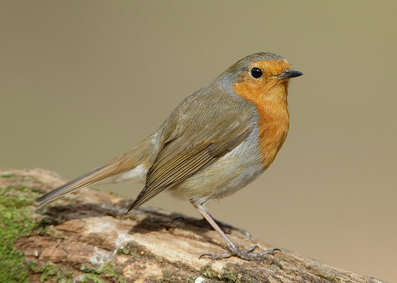 Robin