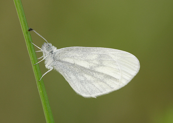 Wood White Leptidae sinapis
