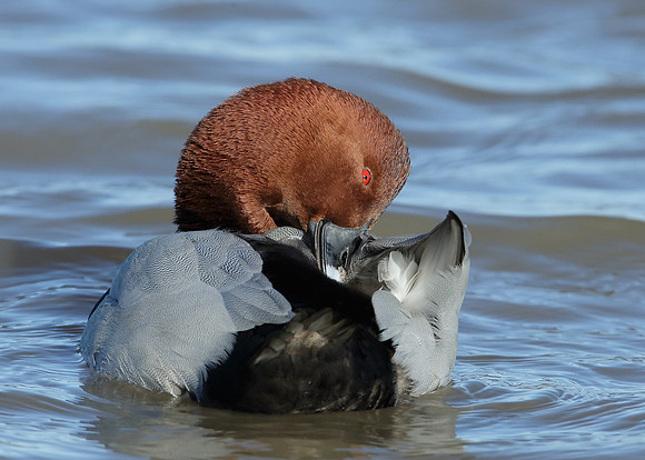 Pochard