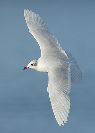 Mediterranean Gull Larus melanocephalus