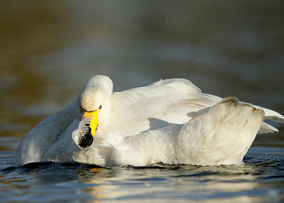 Whooper Swan Cygnus cygnus