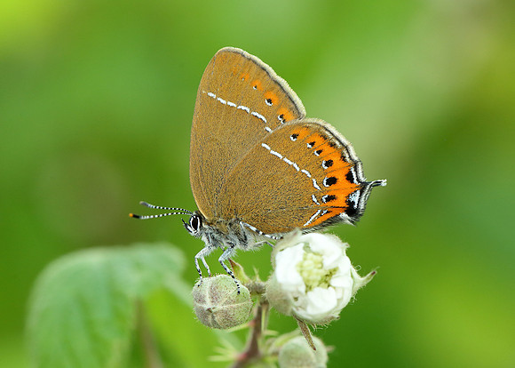 Black Hairstreak Satyrium pruni