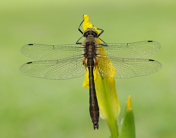 Downy Emerald Cordulia aenea