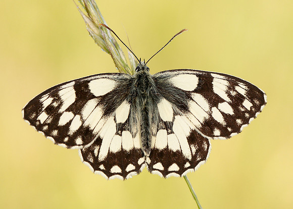 Marbled White Melanargia galathea
