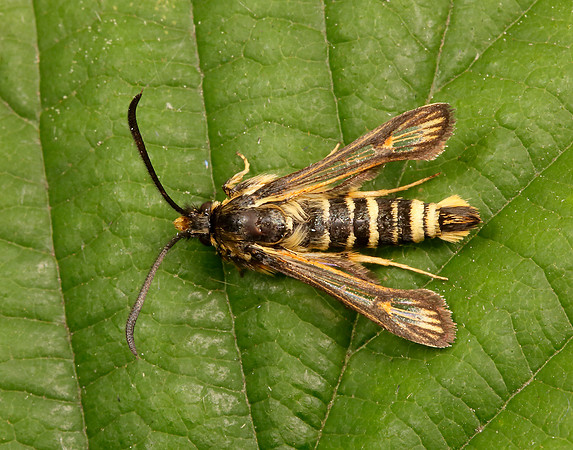 Six-belted Clearwing Bembecia ichneumoniformis
