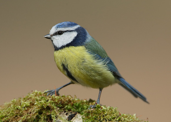 Blue Tit