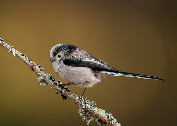 Long-tailed Tit Aegithalos caudatus