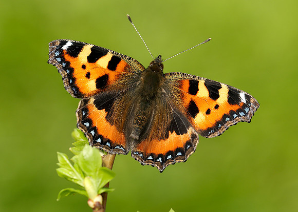 Small Tortoiseshell Aglais urticae