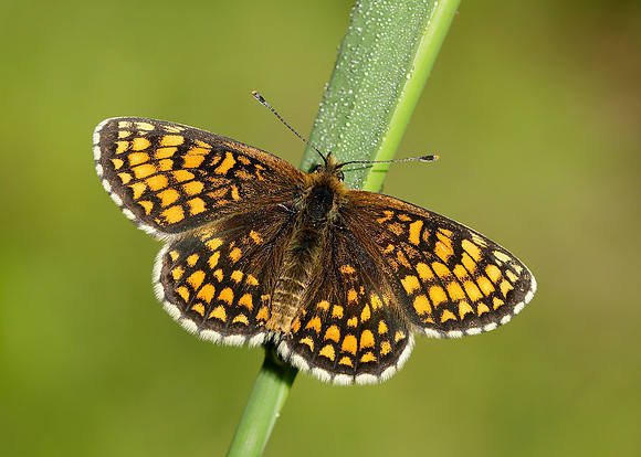 Heath Fritillary Melitaea athalia