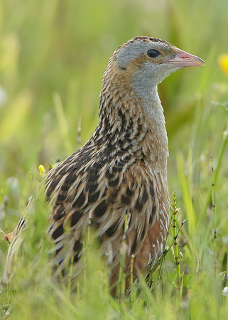Corncrake Crex crex