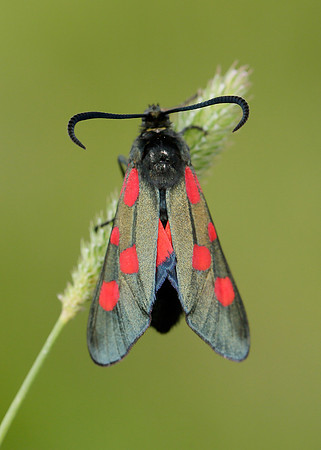 Narrow-bordered Five-spot Burnet Zygaena lonicerae