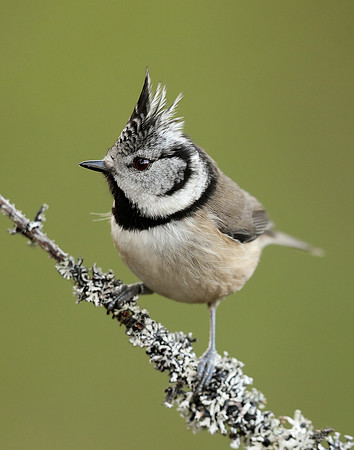 Crested Tit Lophophanes cristatus