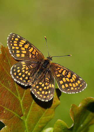 Heath Fritillary Melitaea athalia