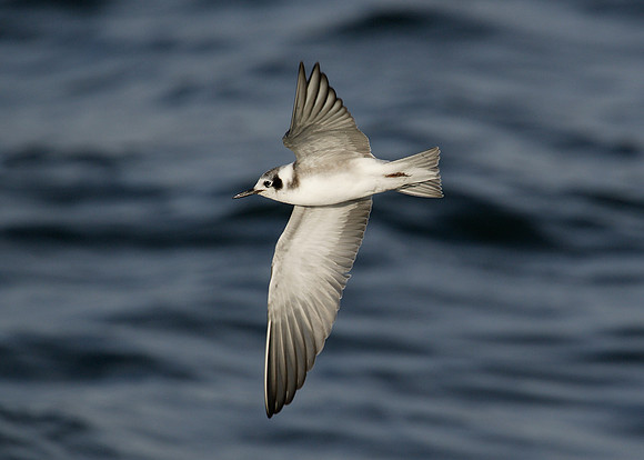 American Black Tern x15 images