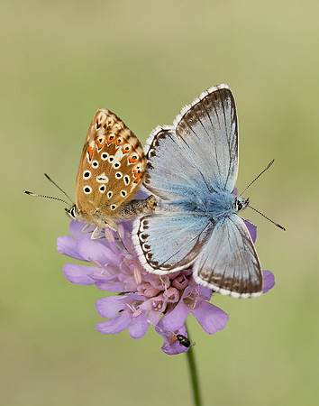 Chalk Hill Blue Polyommatus coridon
