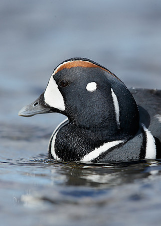 Harlequin Histrionicus histrionicus