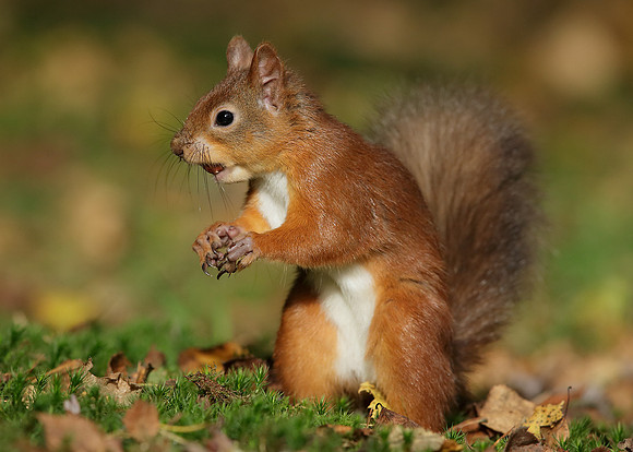 Red Squirrel Sciurus vulgaris