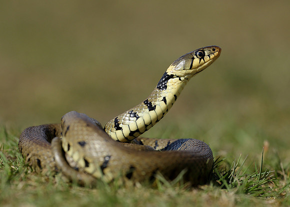 Grass Snake Natrix natrix