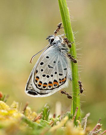 Silver-studded Blue Plebejus argus, emerging with ants