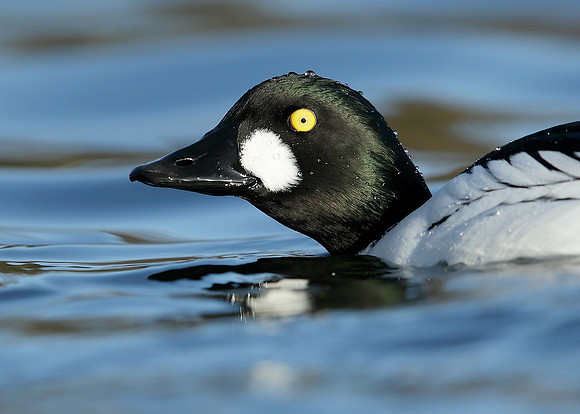 Goldeneye Bucephala clangula