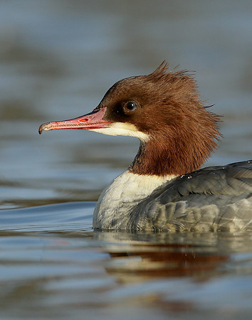 Goosander Mergus merganser
