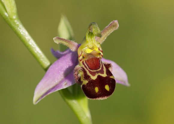 Bee Orchid x8 images