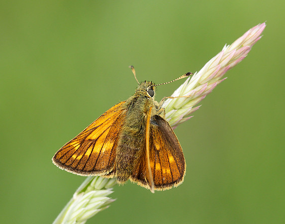 Large Skipper Ochlodes venata