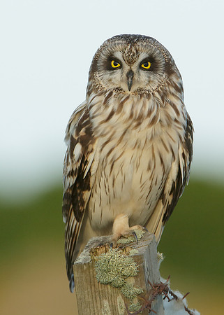 Short-eared Owl Asio flammeus