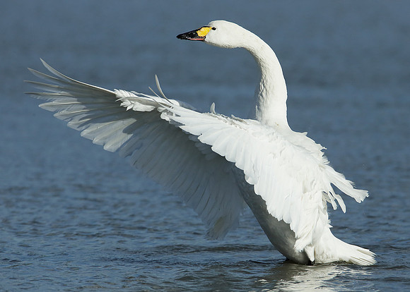 Bewick's Swan