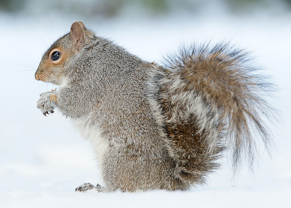 Grey Squirrel Neosciurus carolinensis
