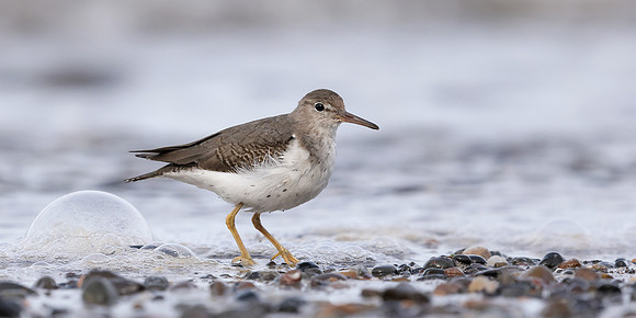 Spotted Sandpiper Actitis macularius. Croy Beach, Ayrshire March