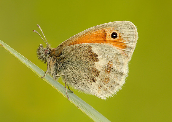 Small Heath Coenonympha pamphilus