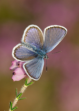 Silver-studded Blue