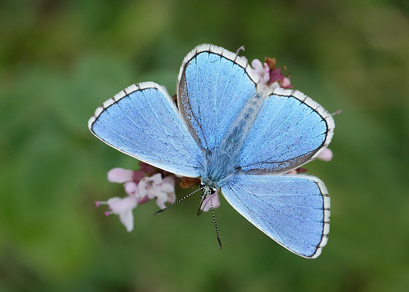 Adonis Blue