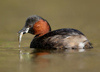 Little Grebe Tachybaptus ruficollis
