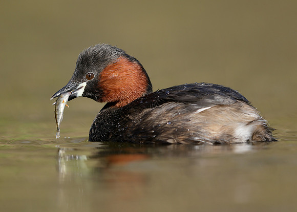 Little Grebe Tachybaptus ruficollis
